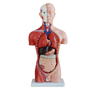 Torso Series